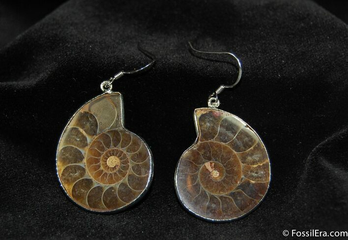 Ammonite Earrings #633
